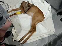 Сбивший косулю под Светлогорском таксист скрылся