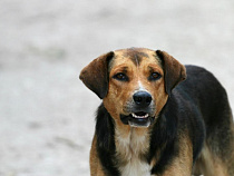 Жительница Славска, покусанная собаками, требует с их хозяйки более 250 тысяч рублей