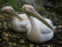 Калининградцев приглашают в «роддом» для экзотических птиц