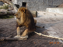 В Калининградском зоопарке львам подарили спортивный тренажер 