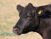 За год численность КРС в Калининградской области выросла на 11,8 тысяч голов