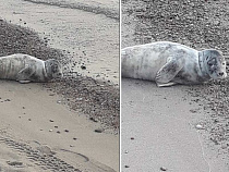 В Калининградской области на пляж выбросились тюлени (фото)