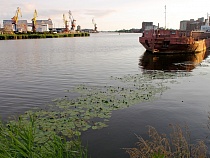 В Калининграде перекрасят Преголю