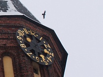 Экс-депутата попросили быстрее формировать Минэкологии Калининградской области 