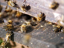 В Калининграде рассказали ужасы о миллионах пчёл Полесского района