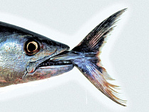 Россельхознадзор защитил Польшу от некачественной рыбы из Калининградской области