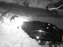 В Калининграде полиция за один час задержала поджигателя БМВ (видео)