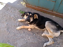 В Гурьевском районе собака зверски покусала двух маленьких братьев