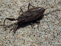 На Куршской косе повылазила жуть с клешнями