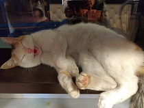 Отопительный сезон в Калининграде начнется 15 октября