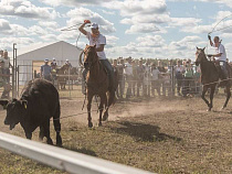 Ковбои в Калининградской области собрались ловить быков на лассо