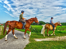 В Зеленоградский округ вернулась легендарная в 90-х банда конокрадов - соцсети