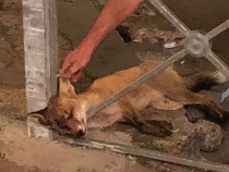 В центре Калининграда погибла лиса 