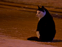 Котошеф написал «Аэрофлоту» из-за жирного кота