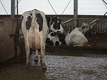 В Калининградской области выросли надои