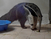 В Калининградском зоопарке родился маленький муравьед (видео)