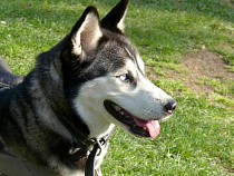 В Южном парке Калининграда устроят гонку на собачьих упряжках