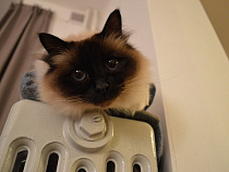 За отопительный сезон в Калининграде произошло 30 аварий на теплосетях