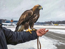 Из Калининграда в Тульскую область улетел настоящий орёл