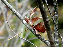 Сильный ветер повалил в Калининградской области 11 деревьев