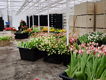 За три года производство тюльпанов в Багратионовском районе выросло в семь раз