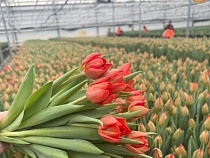 Тюльпаны из Калининградской области добрались до Сахалина 