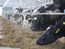 В регионе выросло производство животноводческой продукции