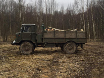 Под уголовную статью попал пенсионер, спиливший 11 деревьев на 10 тыс. рублей