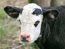 У жителя Озерского района украли и зарезали теленка