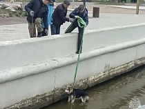 В Светлом рухнувший в морской канал пёс родился второй раз