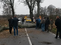 В Калининградской области упавшие деревья парализуют движение автотранспорта