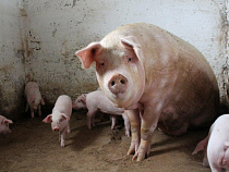 Минсельхоз: к 2020 году Калининградская область удвоит производство свинины