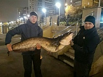 В Калининграде поймали двух гигантских сомов