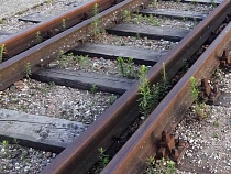 В гибели лося на перегоне Калининград – Советск подозревают поезд