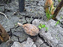 На границе в Гжехотках обнаружили противопехотную гранату