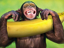 Мировой урожай бананов находится под угрозой из-за "панамской болезни"