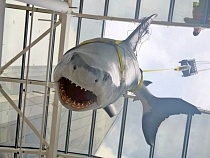 В Калининграде в здание через потолок опустили акулу с открытой пастью