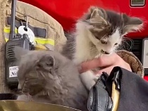 В Калининграде на дежурство в пожарную часть пришли котята (видео)
