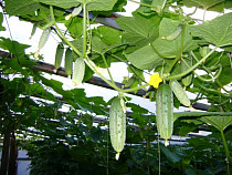  Калининградский министр попробовал первые огурцы 2015 года