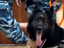 В Калининграде проводили на пенсию задержавшую 24 преступников овчарку