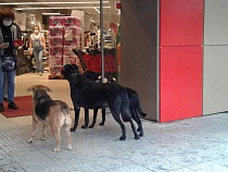 Названы самые подорожавшие перед выборами товары