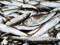 Распределены квоты на вылов кильки и салаки в Балтийском море в 2018 году