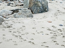 Ребёнок тюленя отбился от убийц на пляже Калининградской области