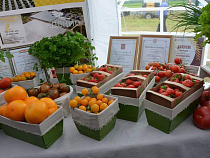 Новые препятствия для экспорта сельхозпродукции из Калининградской области