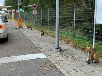 Лисы досматривают транспорт на литовско-российской границе (фото)