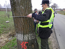 В Калининградской области деревья оборудуют светоотражающими элементами и обновят так называемые белые "пояса" на их стволах
