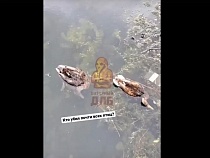 На озере Поплавок массово сгинули утки 