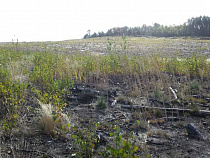 Юрий Шитиков: в Калининградской области собрано 420 кг желудей