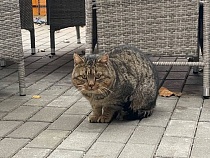 В Зеленоградске кот перешёл к захвату чужих территорий