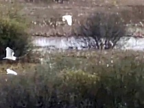 В Калининградской области показали массовый прилёт белых цапель